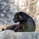 Captivating image of a black panther resting on a rock in a natural setting.